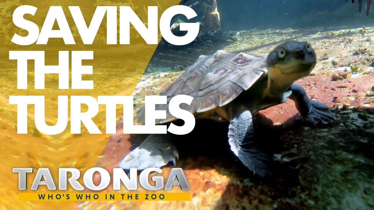 Race to save turtle from extinction | Taronga: Who's Who in the Zoo