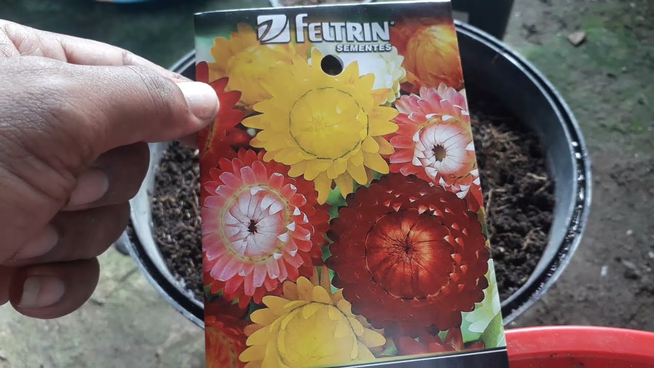 COMO PLANTAR SEMPRE VIVA?