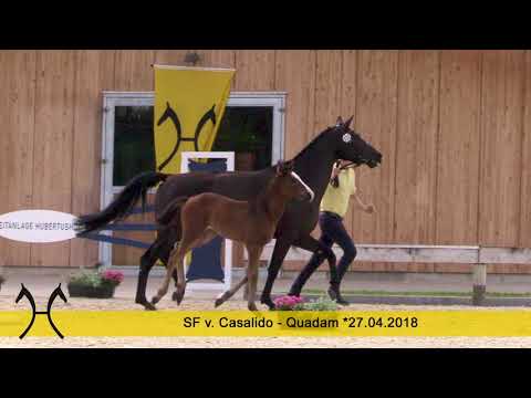 03 Downtown, Hengst,*22.05.2018 v. Don Olymbrio L – Sandro Hit