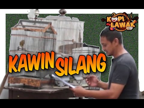 kawin-silang