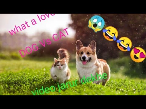 what a crazy dog 😆😆😂😂🤣