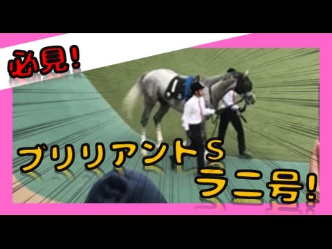 ブリリアントＳ パドック！　人気のラニ号