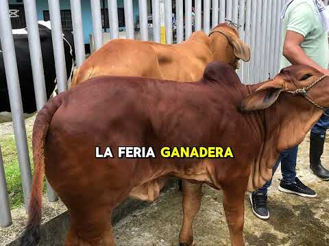 Feria Ganadera en Villagomez Cundinamarca.  Hoy viernes 17 de octubre 2025.
