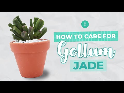How to care for Gollum Jade | Crassula Ovata Succulents | Full Care Guide