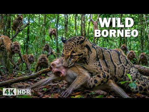 Wild Borneo