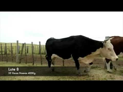 Lote 35 Vacas de Invernada Hereford 400kg -  en Establecimiento las Delicias - Paraje la Bolsa, ruta 30 km 176. entra al sur 8 km.