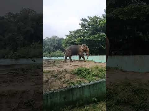 ek mota hathi  #ekmotahathi #hindirhymes #hathiraja #viral