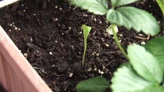 Container Gardening Season 2 - Week 6: Mysterious Seedlings