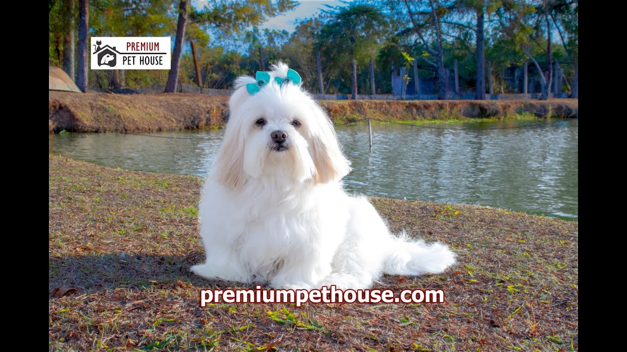 Lhasa apso price in pune | Lhasa apso puppies for sale in pune | 9923284651 | Premium Pet house