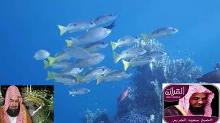 Download lagu Surah Maryam With Urdu  Translation  Recitation By  Sheikh Abdur Rahman  Sudais and Sh Saud Shuraim mp3