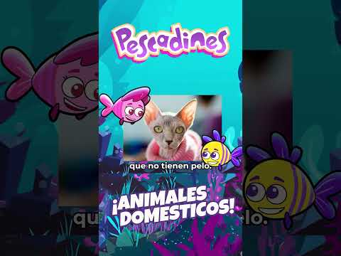 ¿Los gatos?