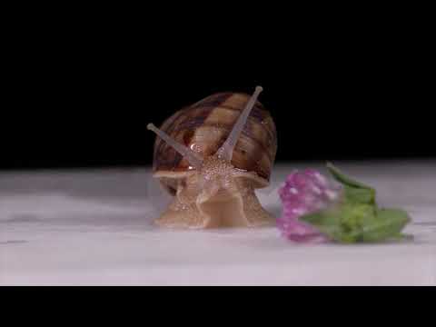 Il risveglio della chiocciola - ( lumaca) - Escargot - Snail  ( by il mondo di mafi)