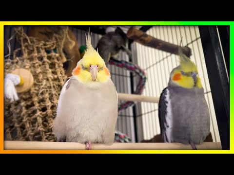 Happy 'Tiels Singing & Sleeping | The Bird Sanctuary | 3hrs of Singing