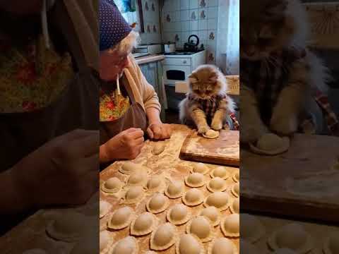 Бабушка с котом лепят пельмени и ссорятся