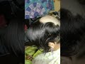Short Bob To Bald Shaving Down Last Patches Of Hair Close Up Razor Shave Indian Woman Headshave