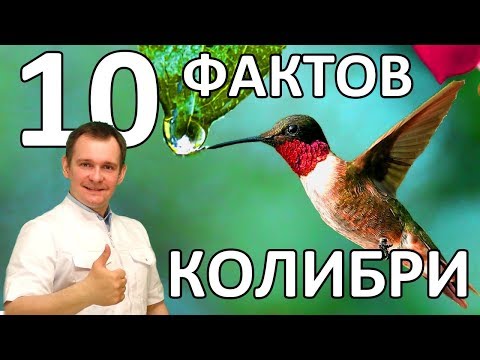 10 ФАКТОВ О КОЛИБРИ. УДИВИТЕЛЬНАЯ ЧУДО-ПТИЧКА.