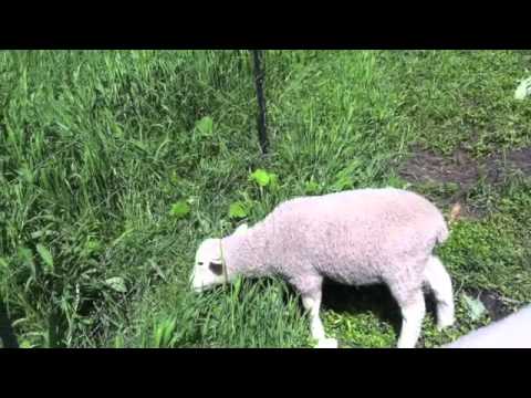 New Lambs Grazing in the Grass on our Farm