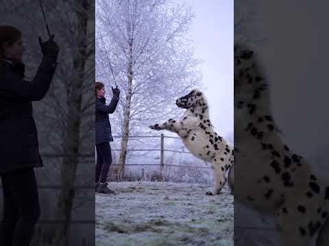 Isn’t he the cutest? 🥰 #shetty #rearing #minishetty