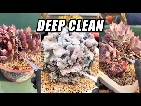 DEEP CLEAN 🌵 ASMR Succulent Cleaning | Satisfying Dry Leaf Removal (No Talking)