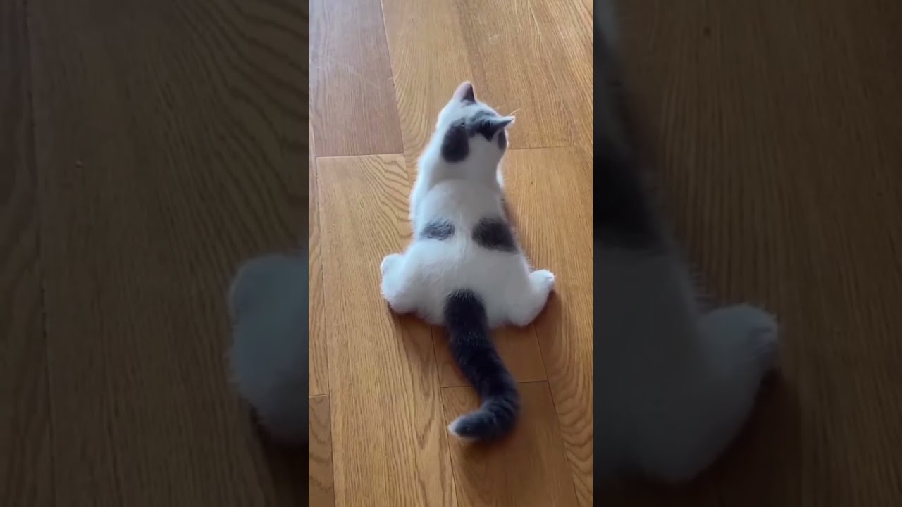 PIN ON LOVE 💕 CAT 😺 LOVE SMILE 😊 😁 😊 😁💕