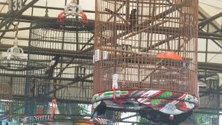 TOPFORM MURAI BATU CYCO GACO MR. ARIE HASIL TUKER GULENG MOBIL DARI BANDA ACEH NYARIS HATTRICK
