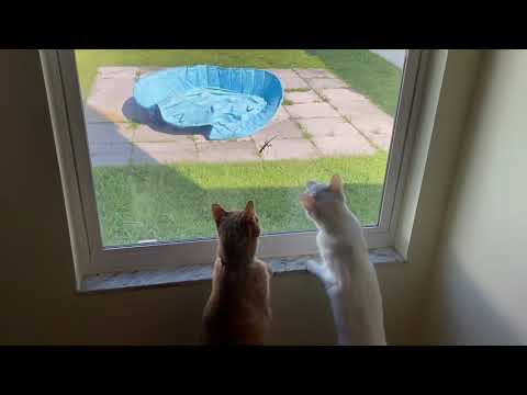 Dobby and Mya vs. a Gecko 🦎