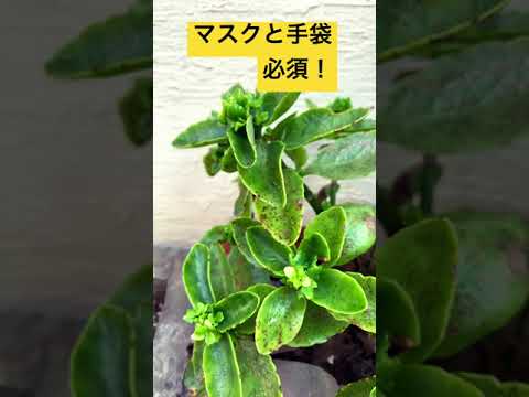  5月に育てた植物を害虫から守るにはどうすればよいですか？あなたのプランテーションを救う 5 つの自然な解決策!  庭園