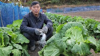 배추 꼭 묶어주세요!! 영하1도인데도 배추잎이 늘어집니다.