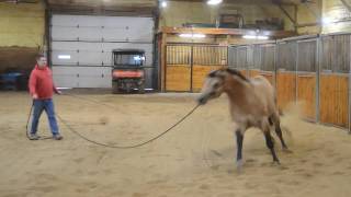 Mr Redneck Romeo - 2013 Buckskin Stallion