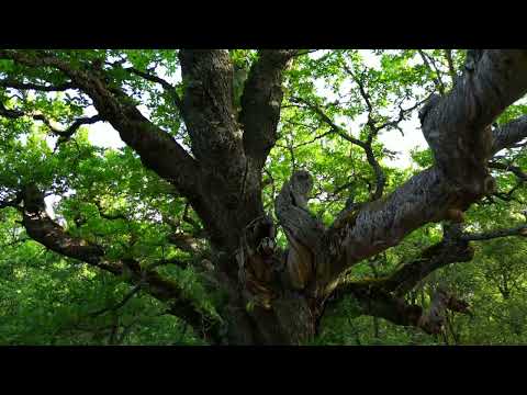 Senda del Roblón (Montaña Palentina. PR-P 04 - Palencia)