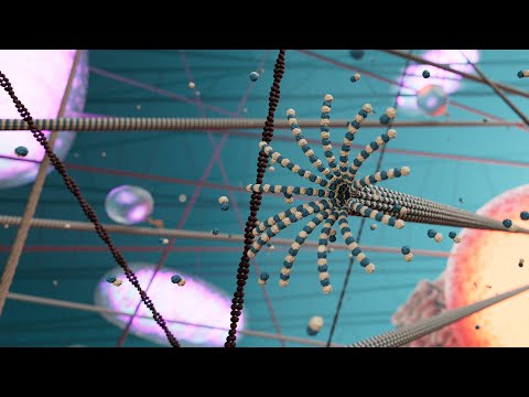 Plongée dans le cytosquelette