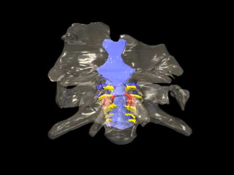 Spinophorosaurus -- braincase, endocast, and inner ear of a basal sauropod from Africa