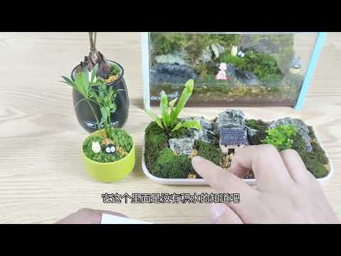 苔蘚澆水