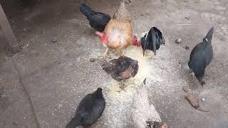 Alimentando as Galinhas pra uma boa produção de ovos - ( Parte 296 )