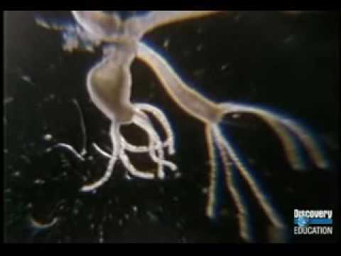 The Asexual Reproduction of the Hydra