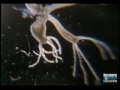 The Asexual Reproduction Of The Hydra