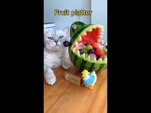 Smart Dog and cat cute #shorts #4934