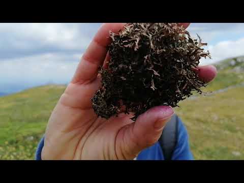 Smilje i bosilje Jahorina Vrh