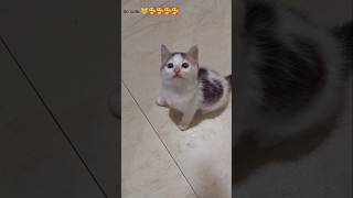 So Cute Kittens 🥰😹✨️ #shortsfeed #kitten #shorts #gatos #