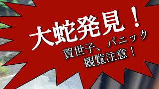 【熟女賀世子】パニック！大蛇発見！