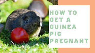 How to Get a Guinea Pig Pregnant - Guinea Pig Center