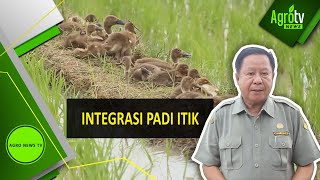 Integrasi Padi Itik