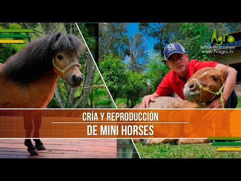 , title : 'Caracteristicas de la Cria y Reproduccion de Mini Horses - TvAgro por Juan Gonzalo Angel'