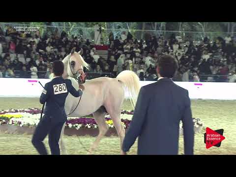 N.280 AJA ANDREAS - Asharqia Classic 2018