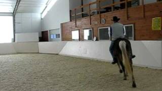 preview picture of video 'Rocky Mountain Horse Bud's Rock My World at Lazy K Ranch'