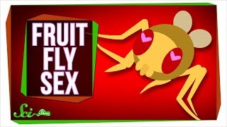 New Insights Into What Fruit Fly Sex Is Like