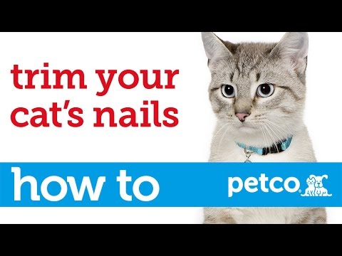 How to Cut Your Cat's Nails (Petco)