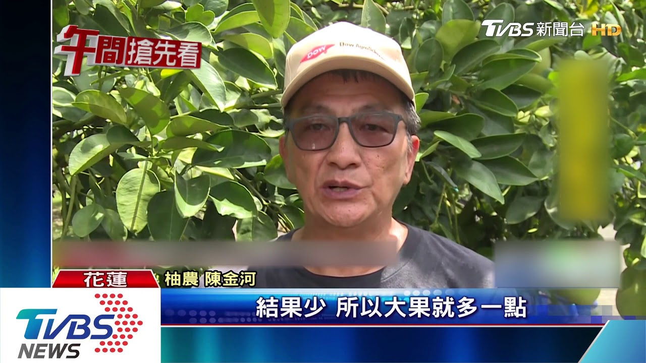 颱風進逼!趕中秋前採收 花蓮柚農忙翻