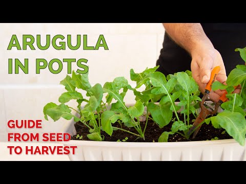 Growing Arugula (Rocket Salad) in Pots | from Seed to Harvest