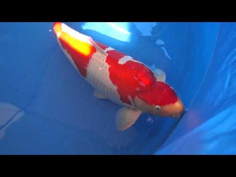 Dainichi Grand Champion at Niigata Nogyosai 2015